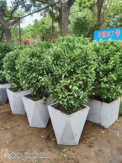 北京海淀室内绿化苗木租摆多少钱