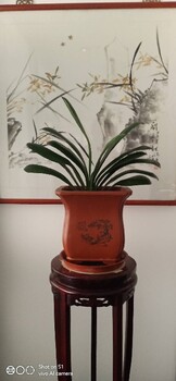 北京朝陽活動盆景租擺,盆景租賃