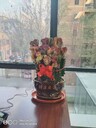 豐臺盆景租擺價格，租擺盆栽綠植