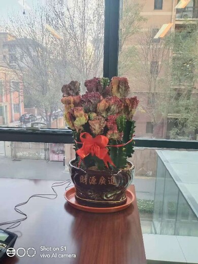 北京西城办公室盆景租摆公司租摆盆栽绿植