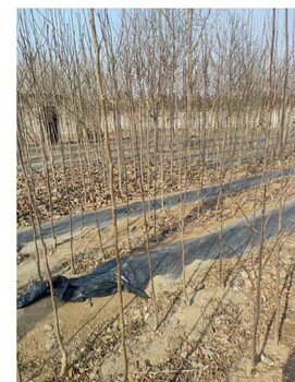 復(fù)州灣綠化苗圃出售建圃小苗