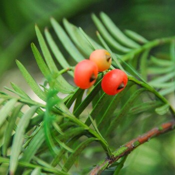 湖南3公分紅豆樹(shù)樹(shù)苗