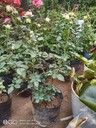 東城慶典綠化苗木租擺價(jià)格綠化苗木租賃