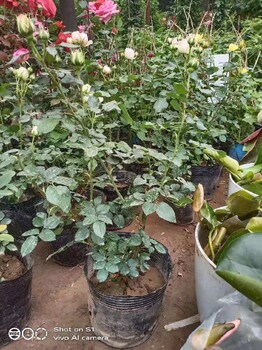 東城慶典綠化苗木租擺多少錢(qián)一年綠化苗木銷(xiāo)售