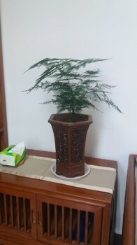 豐臺室內盆景租擺價格表,盆景租賃