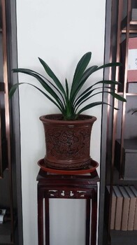 北京東城室內盆景租擺價格