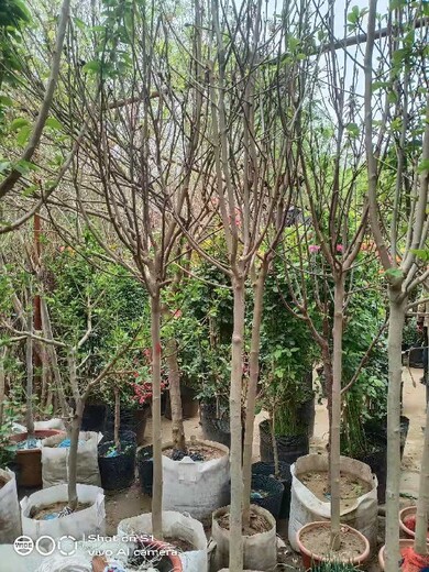 北京东城庆典绿化苗木租摆多少钱一天,绿化苗木销售