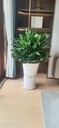 東城活動(dòng)綠植租擺價(jià)格綠植租賃