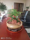 亦莊辦公室盆景租擺多少錢一天