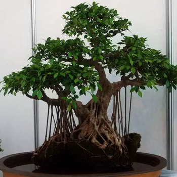 石景山慶典盆景租擺價(jià)格
