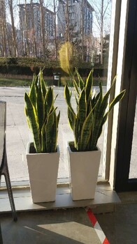 海淀室內(nèi)綠植租擺價(jià)格綠植租賃