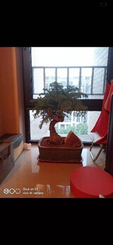 西城室內盆景租擺方案,盆景銷售