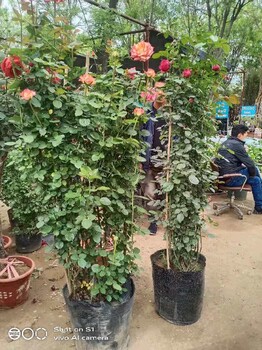 東城慶典綠化苗木租擺多少錢(qián)一年綠化苗木銷(xiāo)售