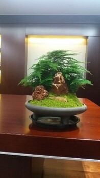 房山室內盆景租擺價格盆景出租