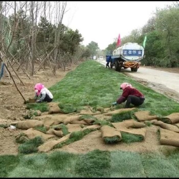 青海高速公路绿化价格，高速公路绿化施工