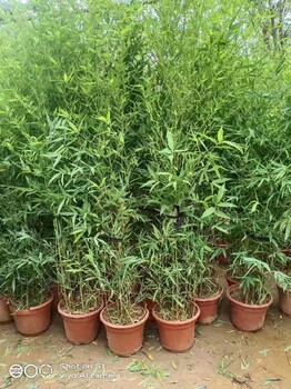 朝陽辦公室綠化苗木租擺多少錢一天綠化苗木銷售