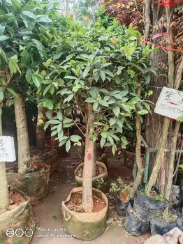 朝陽辦公室綠化苗木租擺多少錢一天綠化苗木銷售