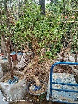 朝陽辦公室綠化苗木租擺多少錢一天綠化苗木銷售
