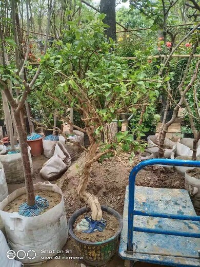 北京顺义写字楼绿化苗木租摆多少钱一年