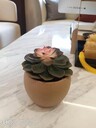 北京海淀小型綠植租擺服務(wù)綠植銷售
