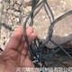 雷諾護(hù)墊圖