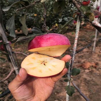 甘肅蘋果樹苗成活率