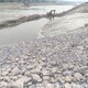 雷諾護(hù)墊圖