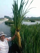 山西綠化工程用苗人工生態(tài)浮床造型美觀圖片