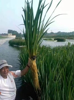 葫芦岛盆栽种苗生态浮岛成活率高