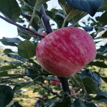常州苹果树苗基地