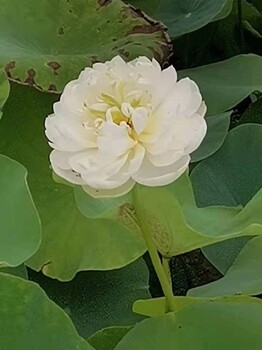 蘇州水生植物種植荷花苗價(jià)格施工廠家電話