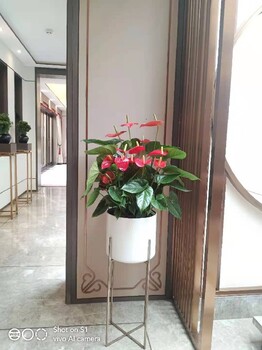 北京昌平庆典花卉绿植组合租摆多少钱
