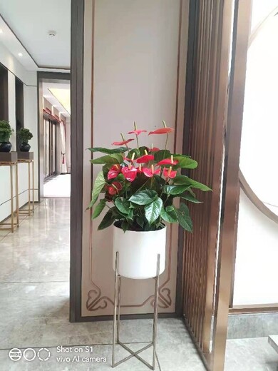 北京西城室内花卉绿植组合租摆多少钱一年,花卉组合出租