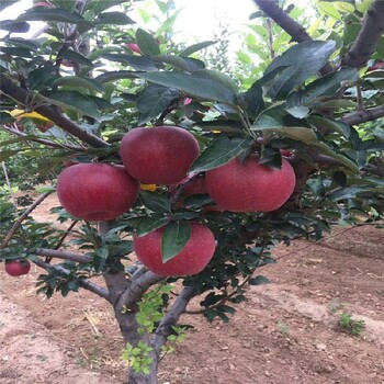 阿拉善盟苹果树苗繁育基地