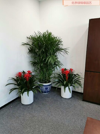 亦庄办公室花卉绿植组合租赁多少钱一年花卉组合出租