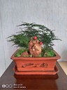 朝陽室內(nèi)盆景租擺方案盆景租賃