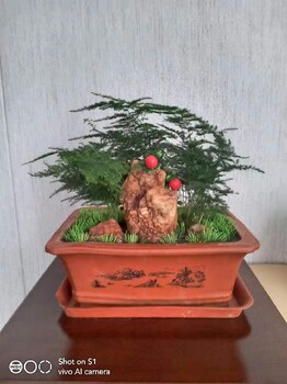 石景山慶典盆景租擺價(jià)格
