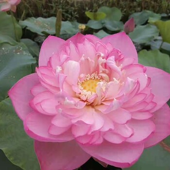 吉林盆栽種苗紅色荷花苗披針粉施工價(jià)格