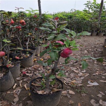 威海苹果树苗价格