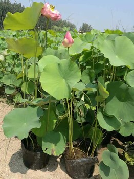 上海綠化工程用苗荷花苗種植公司