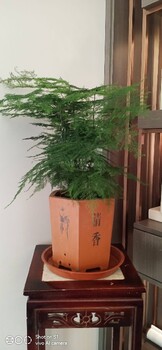 西城室內盆景租擺方案,盆景銷售