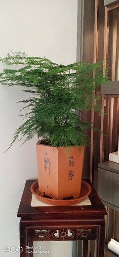 北京丰台办公室盆景租摆多少钱一年,租摆盆栽绿植
