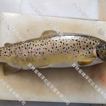 西藏亞東鮭魚商品魚批發亞東鮭魚苗價格亞東鮭魚市場價格
