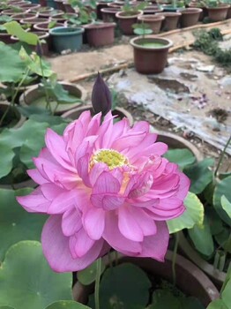 重慶大量供應荷花苗成活率高