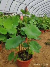天津深水種植施工荷花苗廠家電話圖片