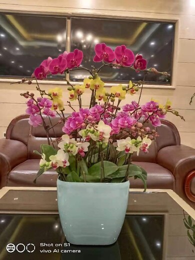 北京通州办公室花卉组合租摆多少钱一天