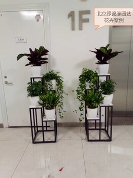 朝陽室內(nèi)花卉綠植組合租擺