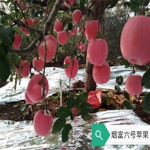 徐州苹果树苗基地