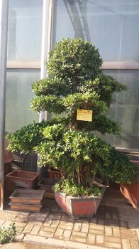 北京海淀盆景租擺多少錢一年