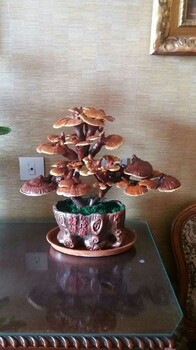 石景山慶典盆景租擺價(jià)格